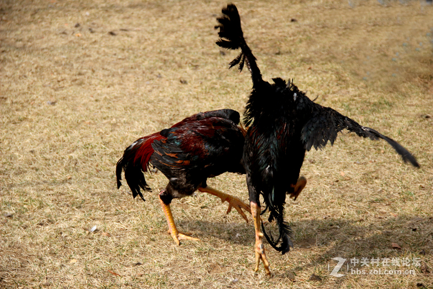 大年初三人民公园观鸡斗10