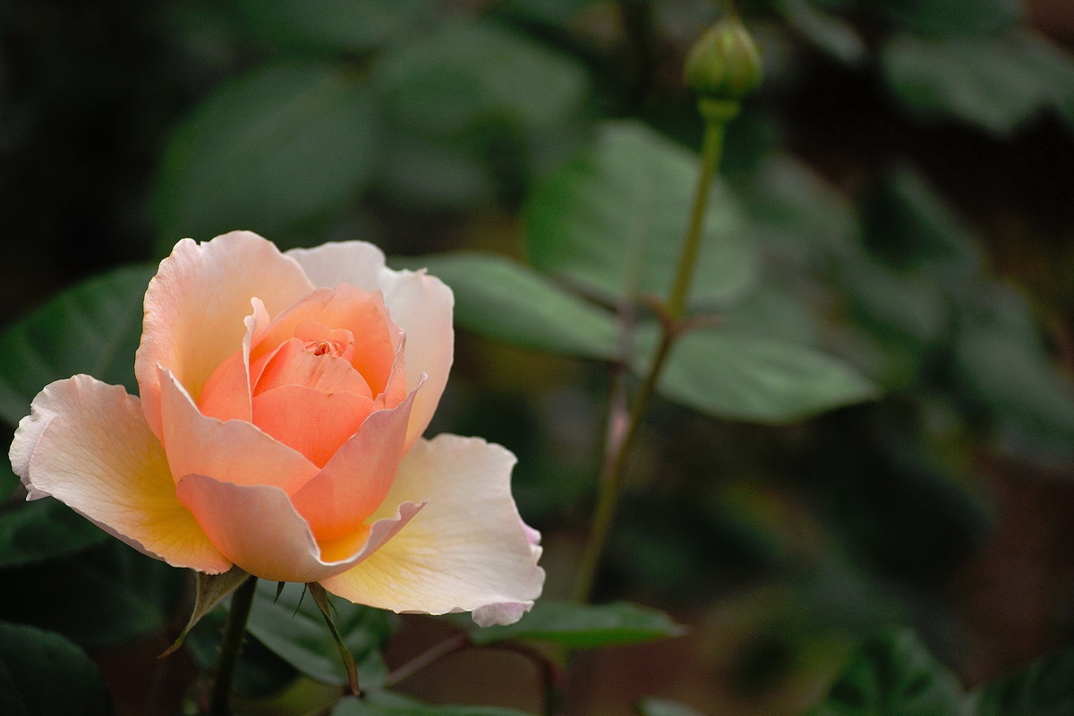 月季花（深圳人民公园，315，阴）