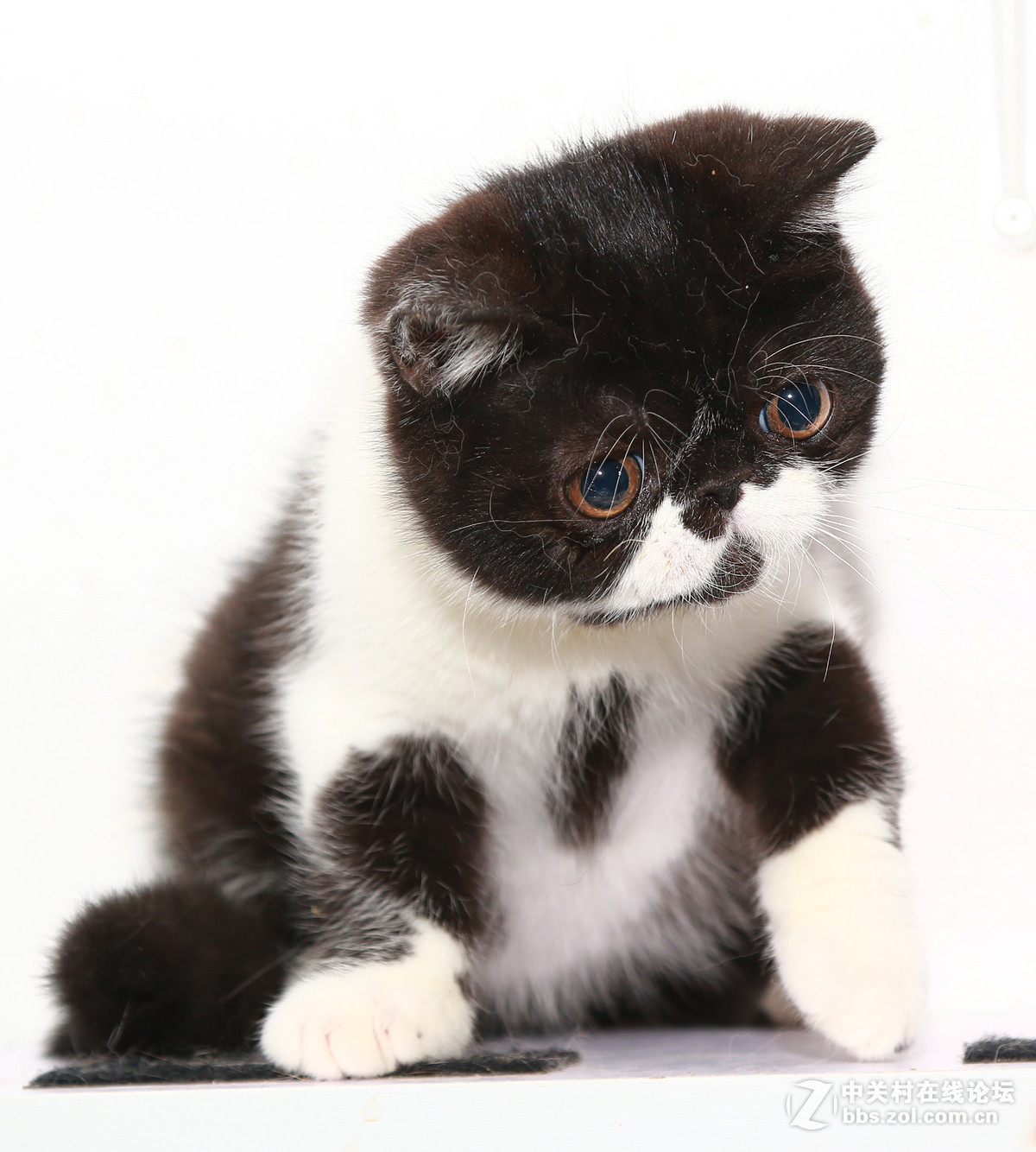 ★★★★★  纯种加菲猫 第六季  ★★★★★