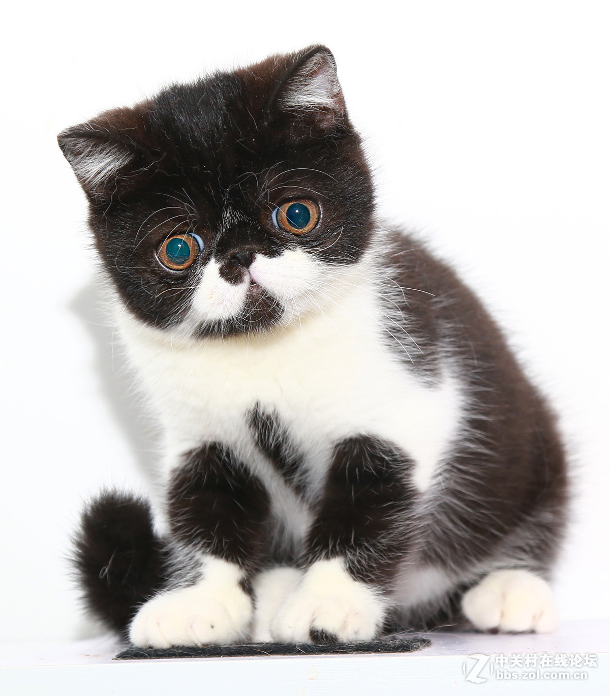 ★★★★★  纯种加菲猫 第六季  ★★★★★