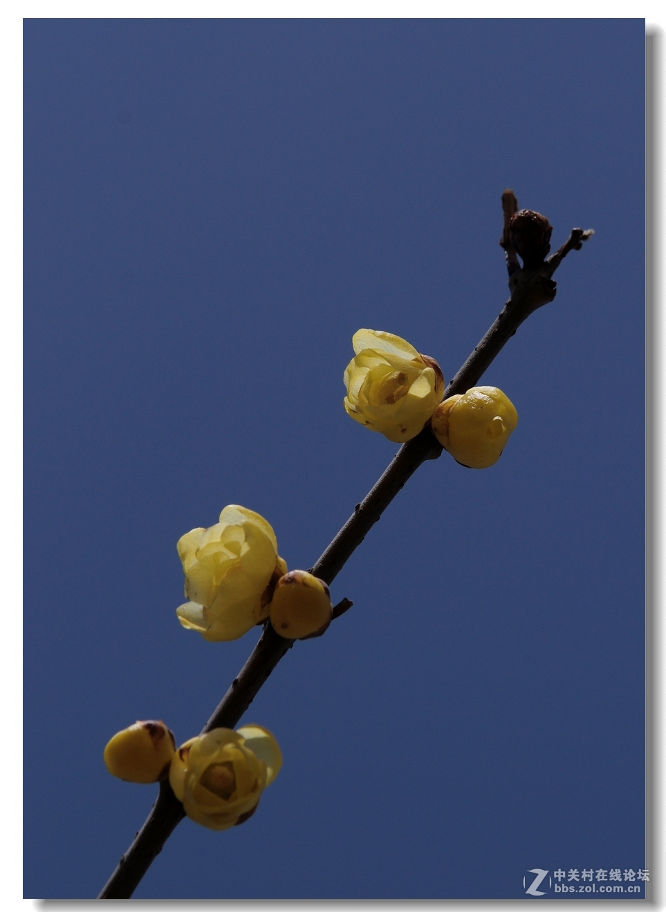 闻香识梅——第一次拍腊梅