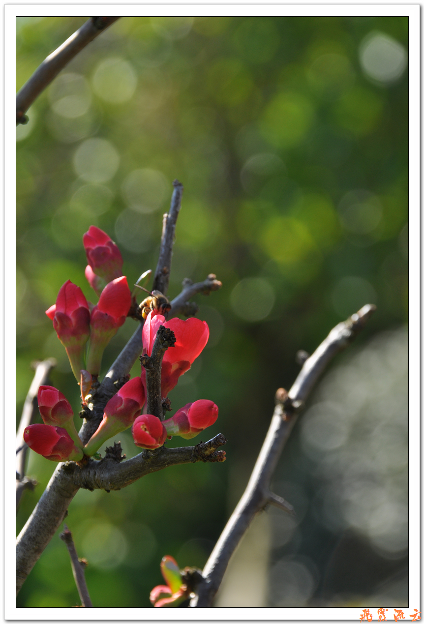 #尼康花卉作品赏析#—【尼康小五拍花】火红海棠—祝您春节快乐，过个红红火火大年！