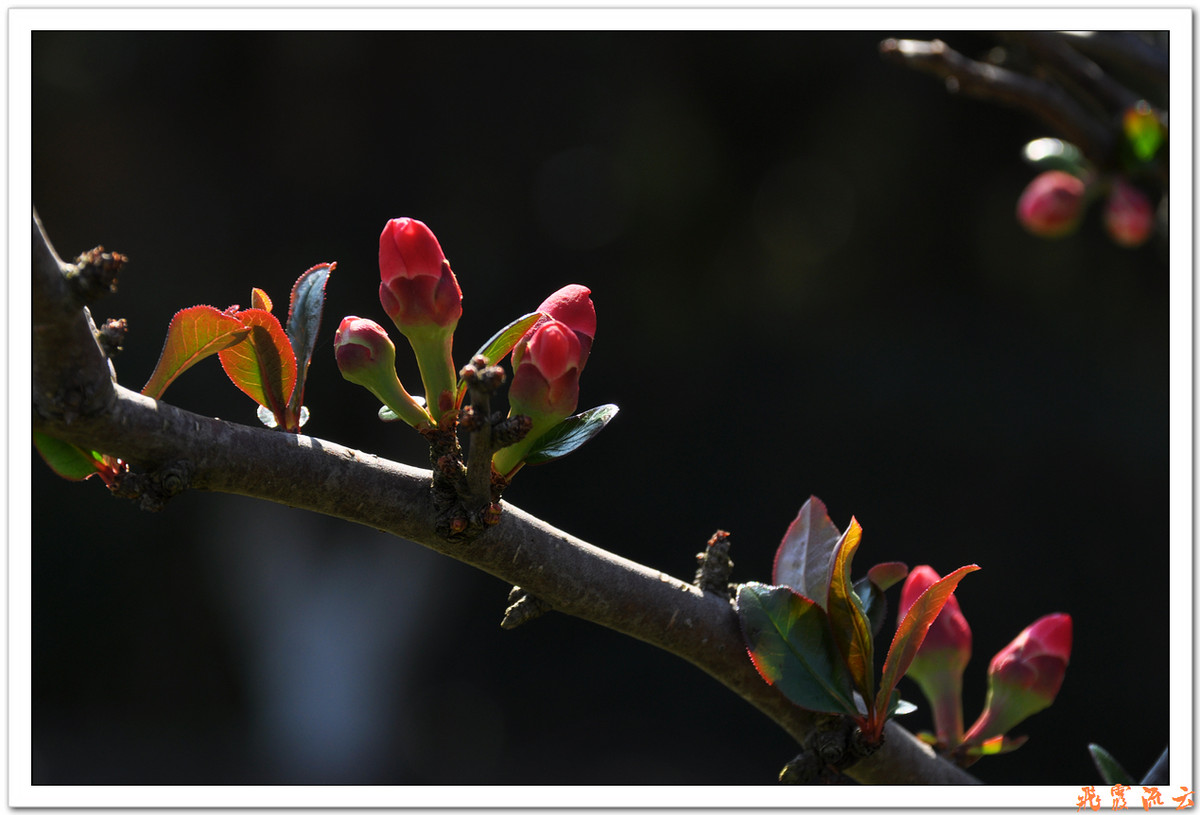 #尼康花卉作品赏析#—【尼康小五拍花】火红海棠—祝您春节快乐，过个红红火火大年！