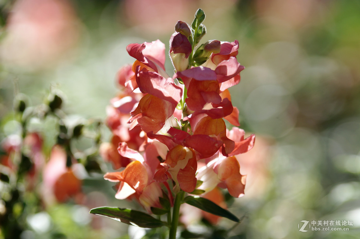 昆明圆通山随拍