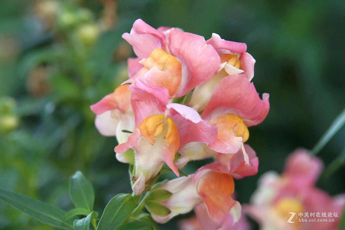 昆明圆通山随拍