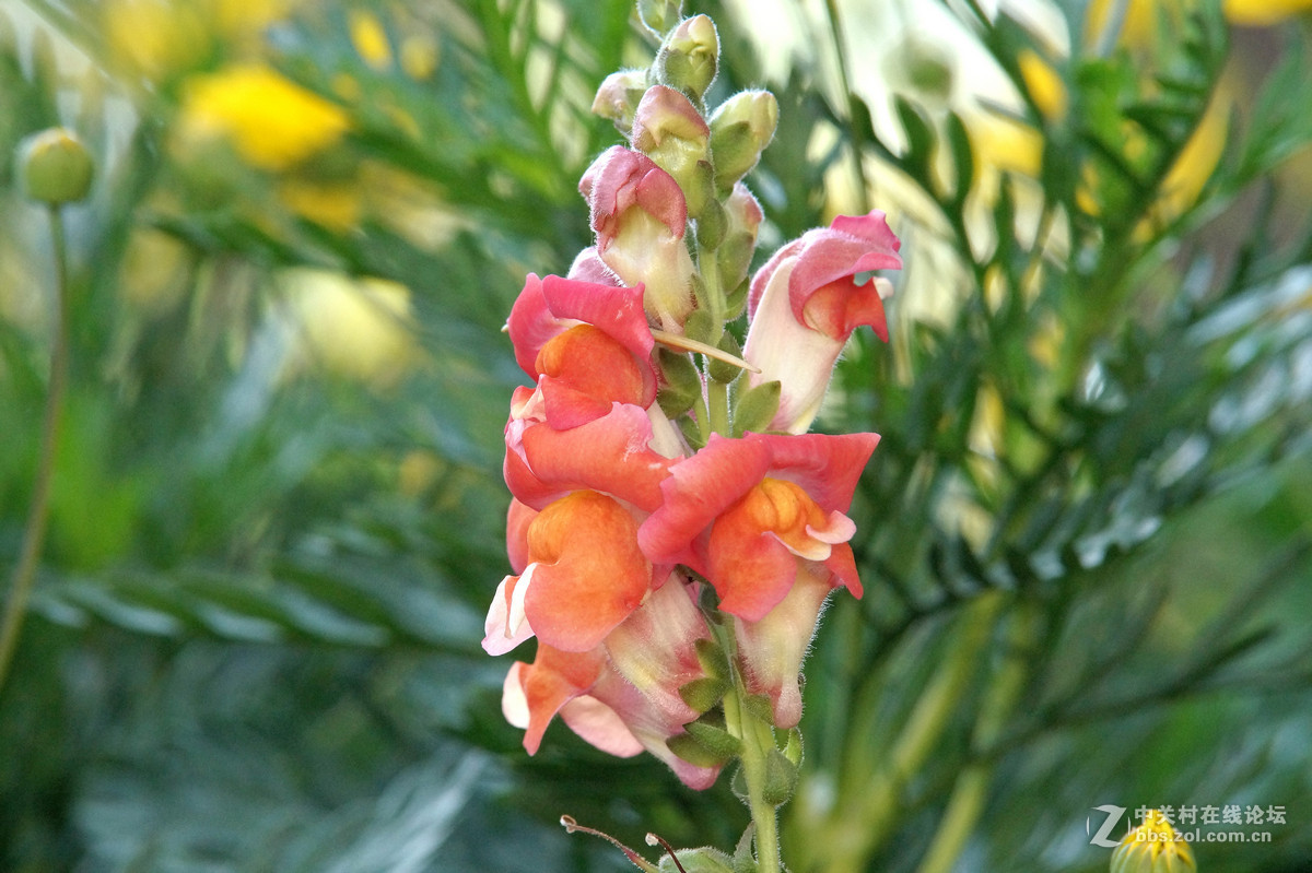 昆明圆通山随拍