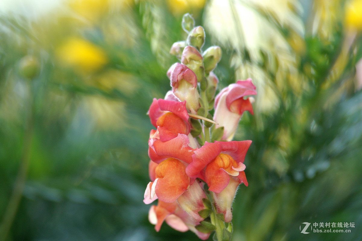 昆明圆通山随拍