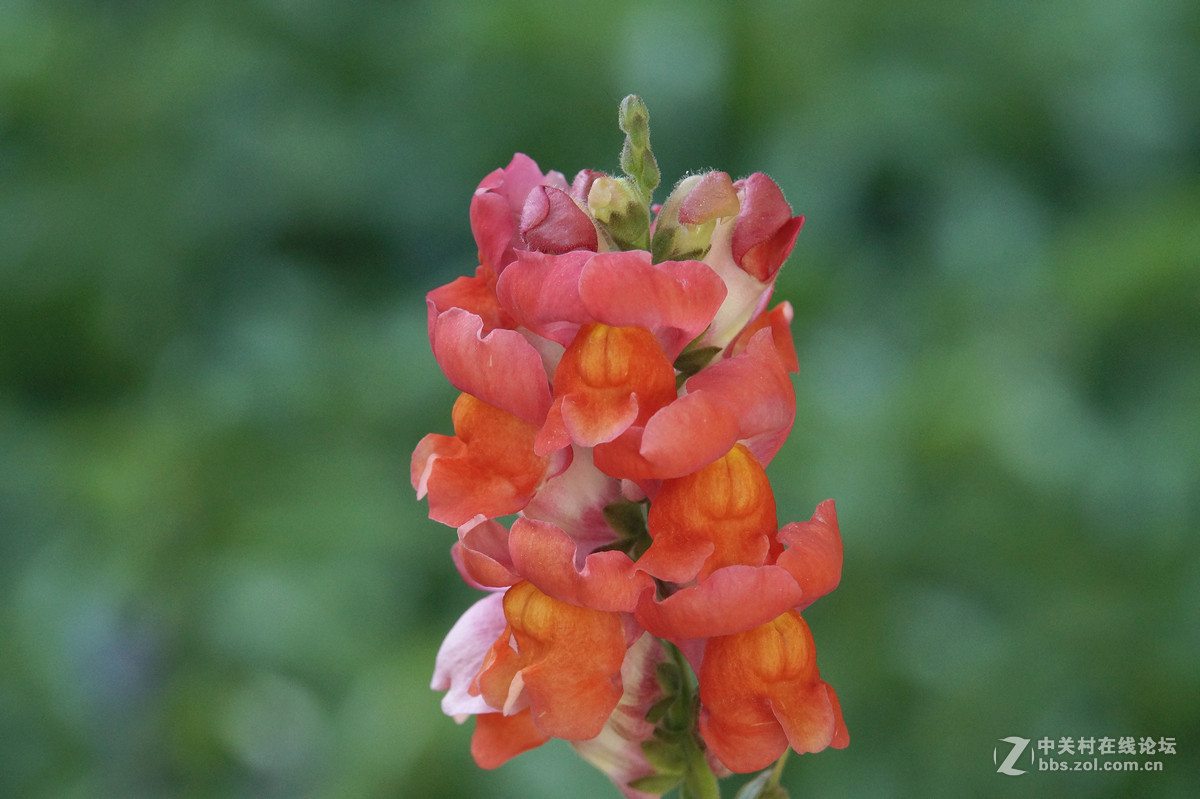 昆明圆通山随拍