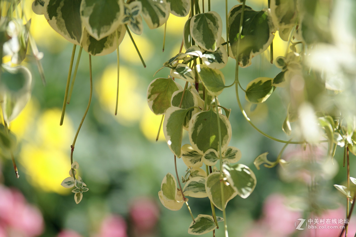 昆明圆通山随拍