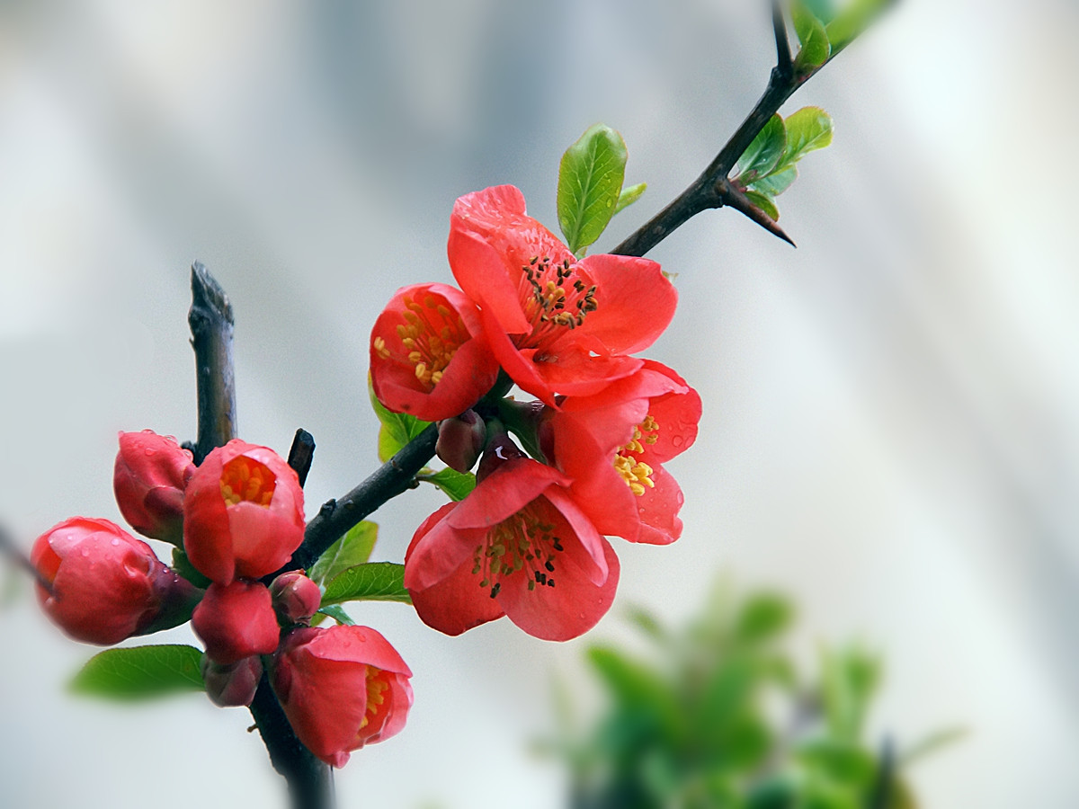 绵绵春雨中拍贴梗海棠