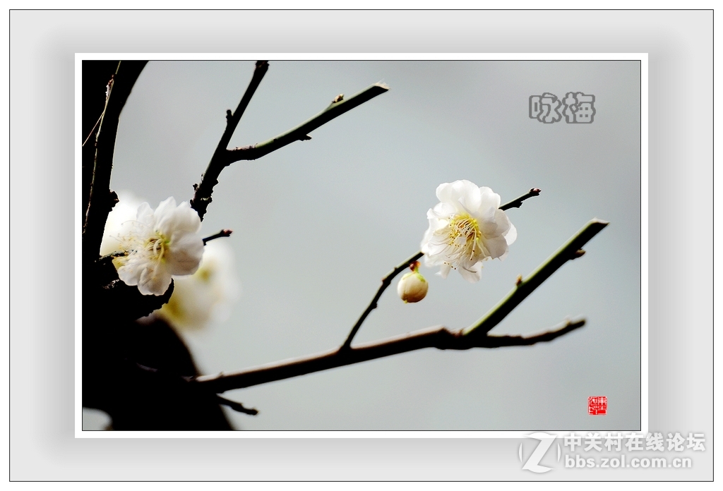 #尼康花卉作品赏析#第15期《一组梅花》
