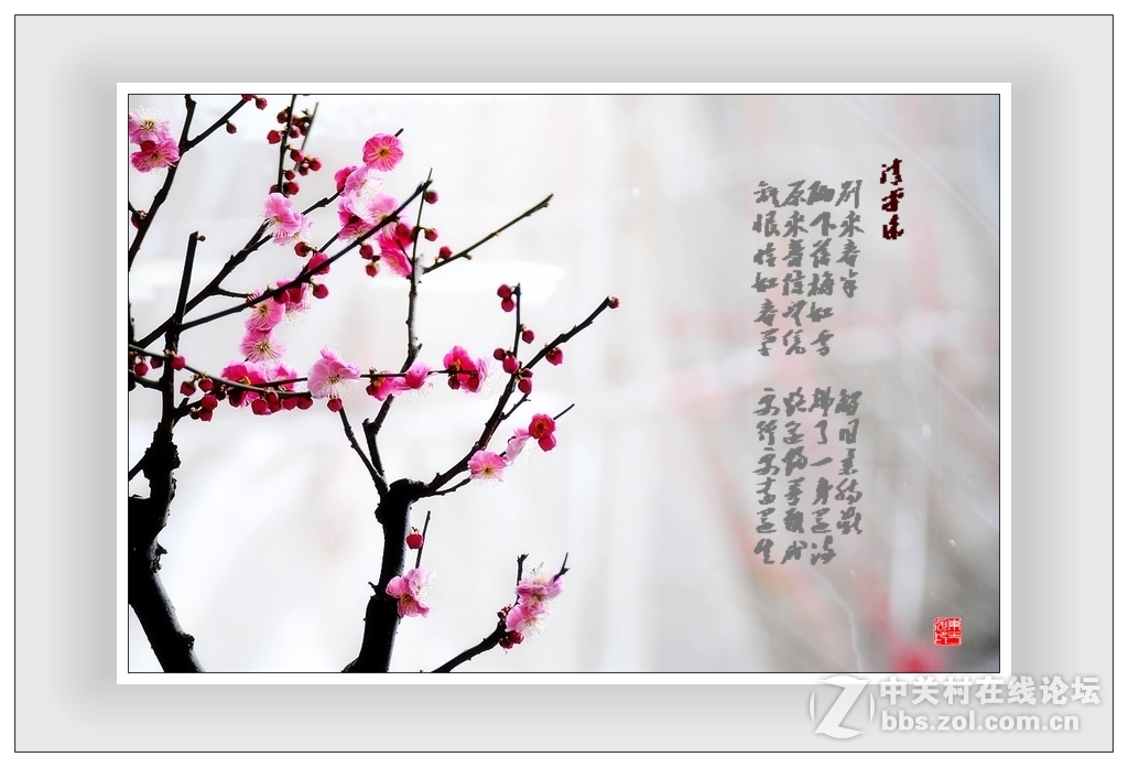 #尼康花卉作品赏析#第15期《一组梅花》