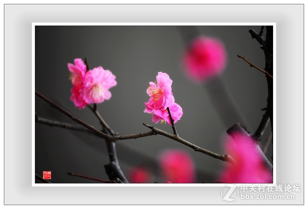 #尼康花卉作品赏析#第15期《一组梅花》