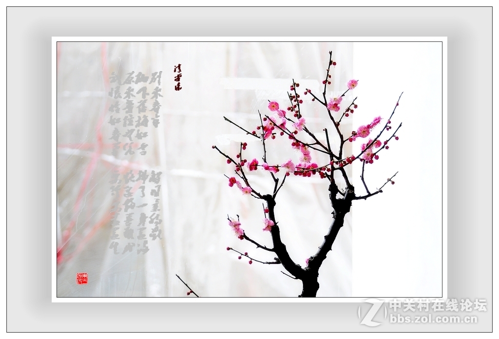 #尼康花卉作品赏析#第15期《一组梅花》