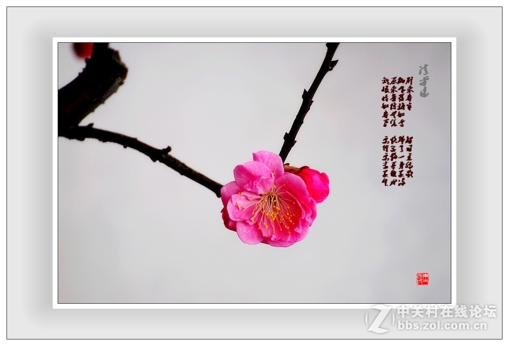 #尼康花卉作品赏析#第15期《一组梅花》