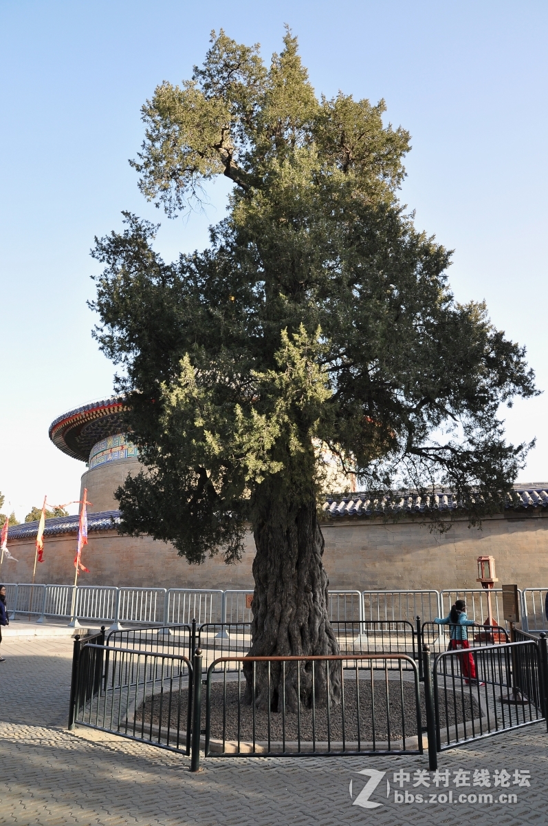 一组天坛古柏恭贺春节