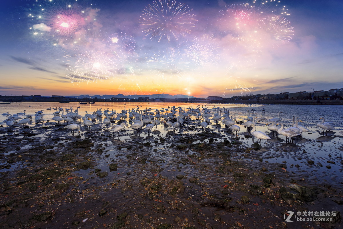 大年初一看天鹅
