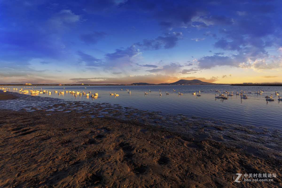 大年初一看天鹅