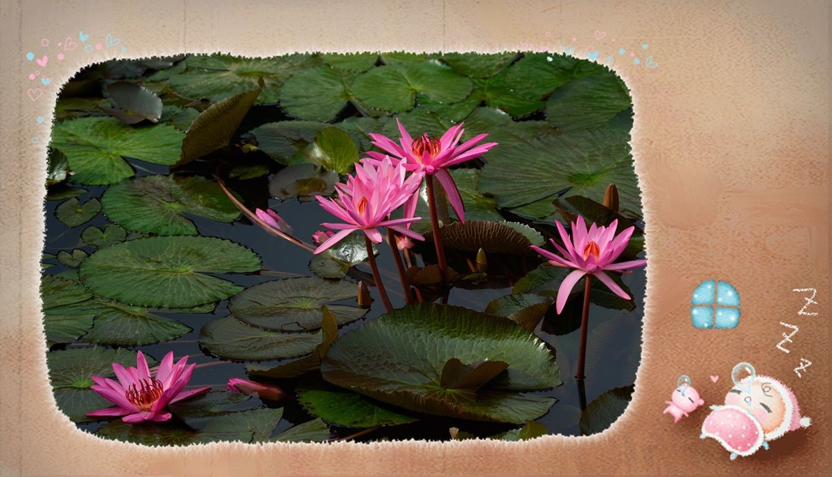 冬季莲花开 —— 祝日照星空(中国)开坛一周年！祝三位版主及好友们摄影愉快佳作多多！