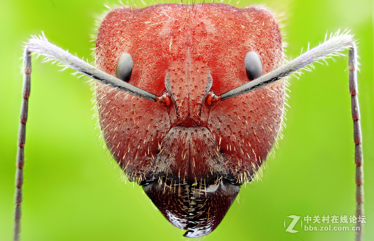 微距特写各种蚂蚁大头