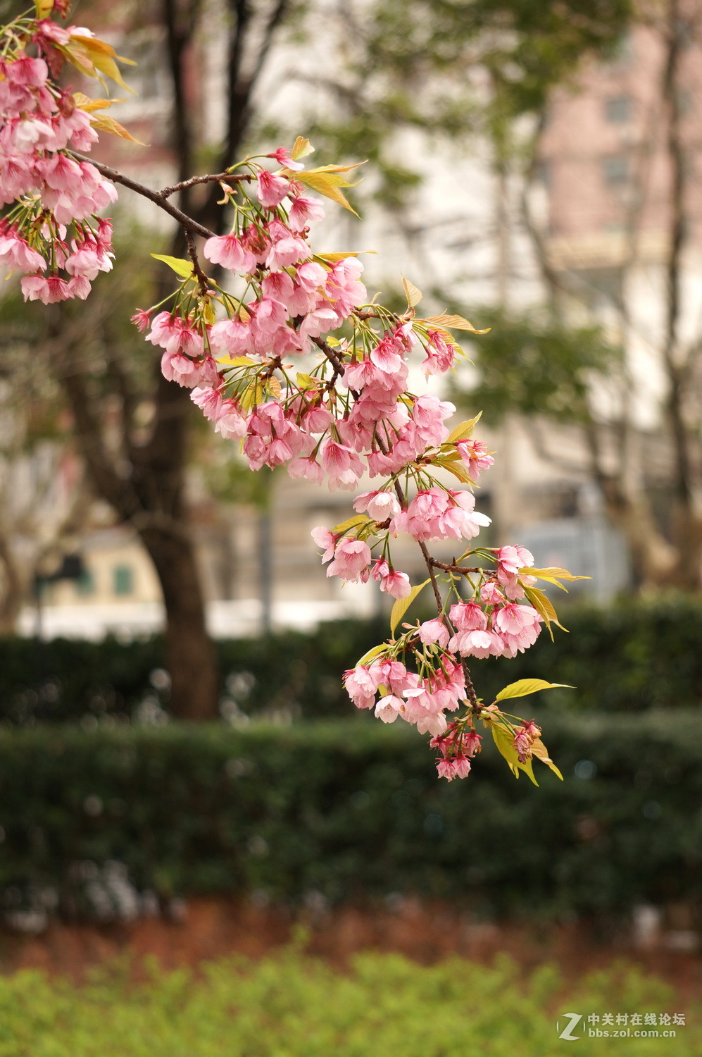 樱花树下的小清新