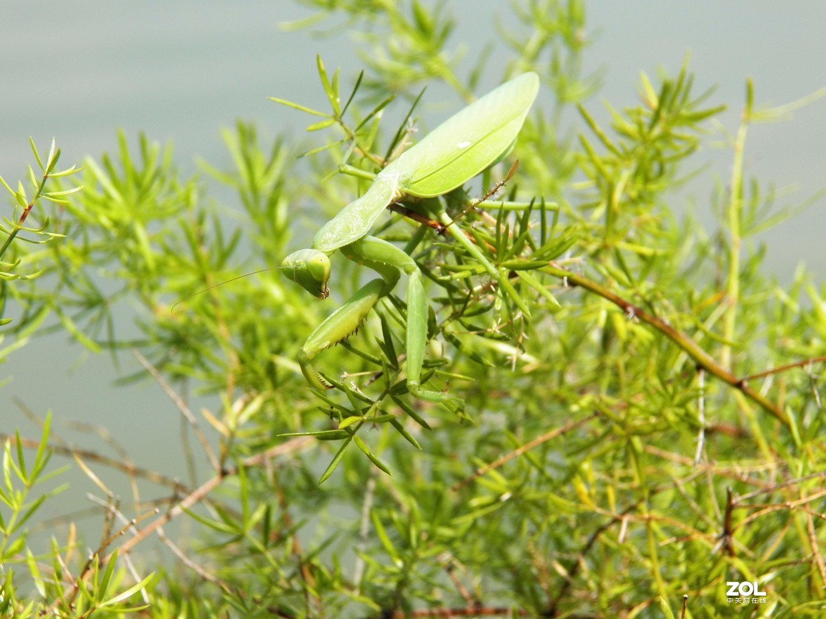 最近淘得一台z990，难得的是接近全新