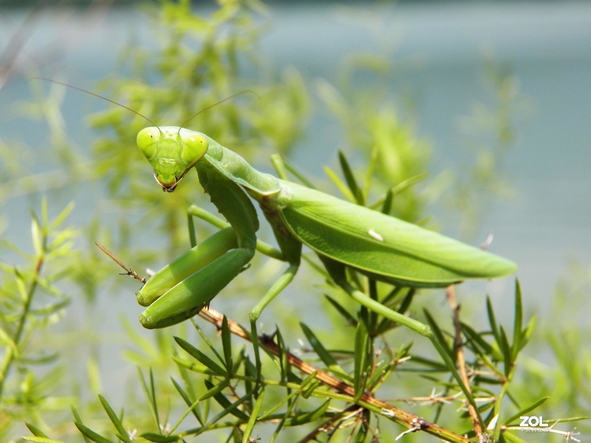 最近淘得一台z990，难得的是接近全新