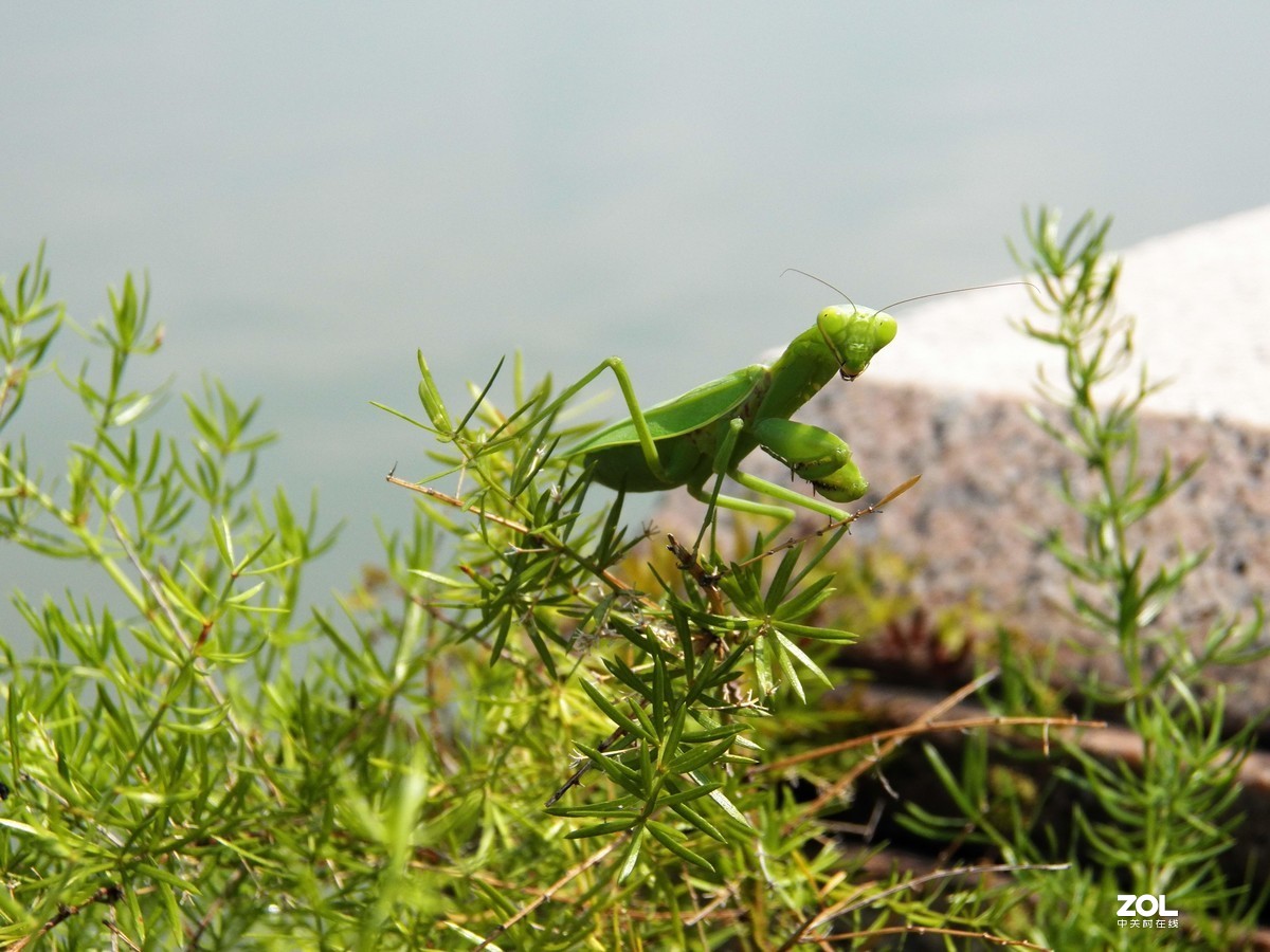 最近淘得一台z990，难得的是接近全新