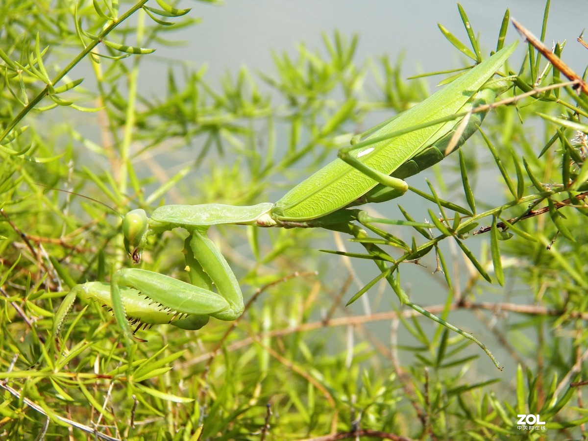 最近淘得一台z990，难得的是接近全新