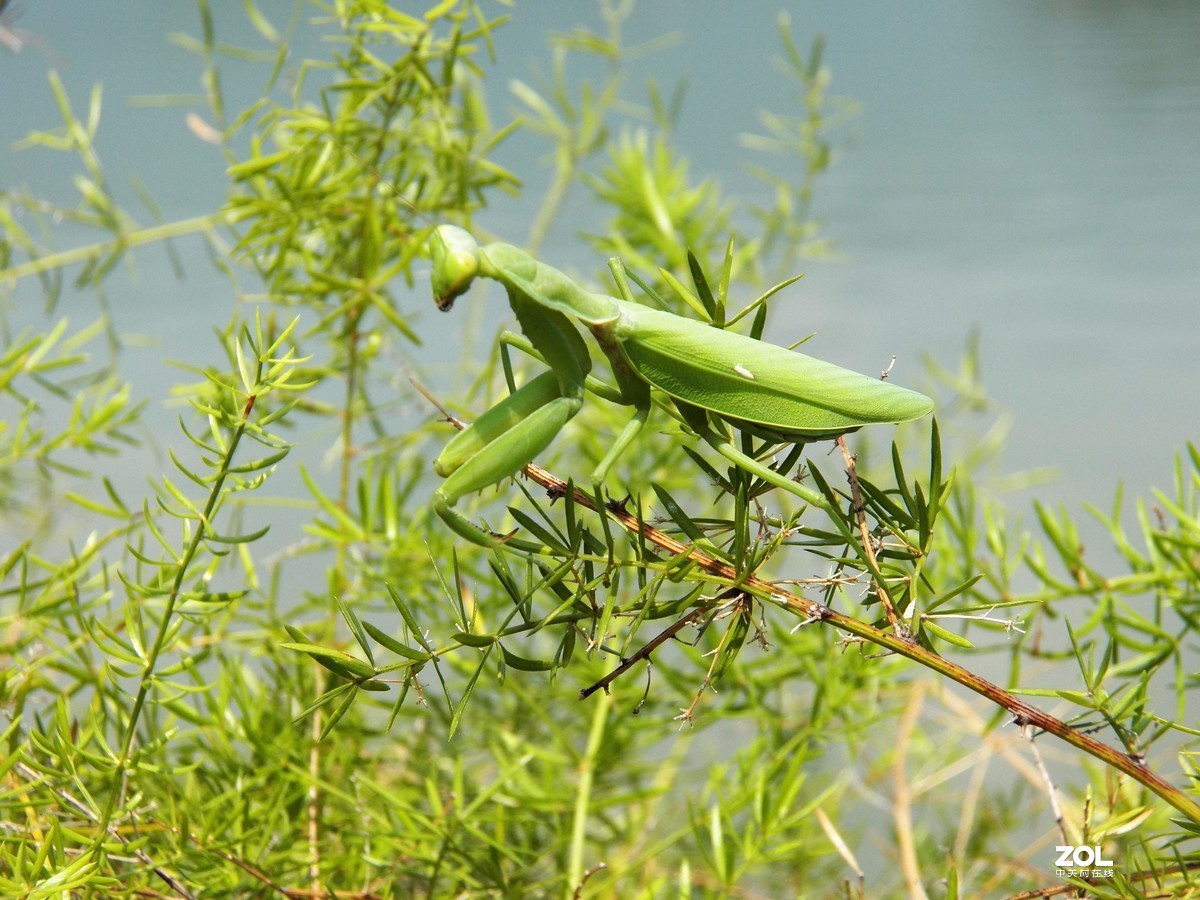 最近淘得一台z990，难得的是接近全新