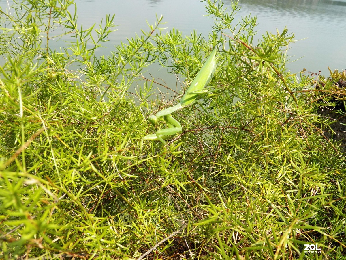 最近淘得一台z990，难得的是接近全新