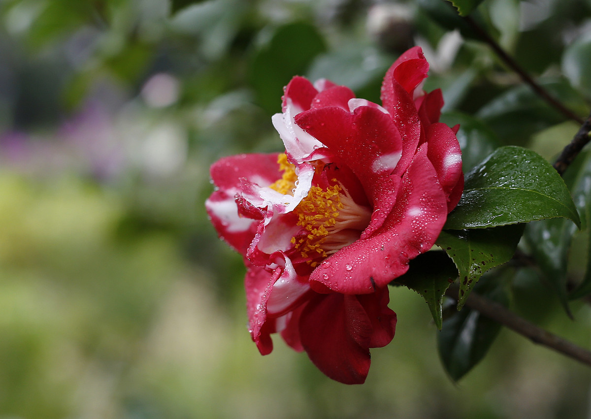 阿焦-----你跑了沒呢?