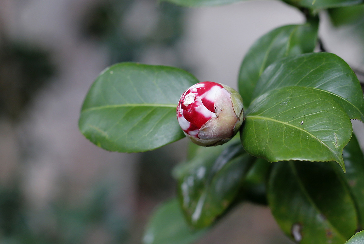 阿焦-----你跑了沒呢?