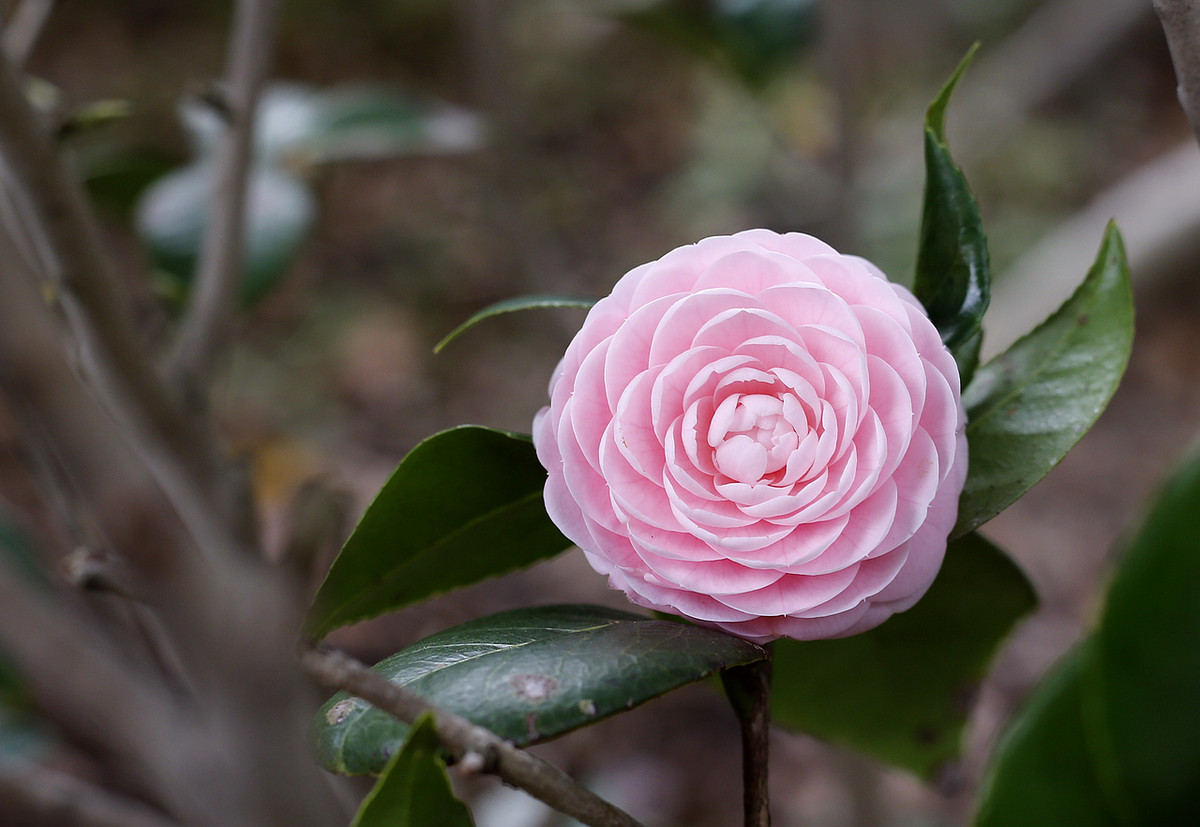 阿焦-----你跑了沒呢?