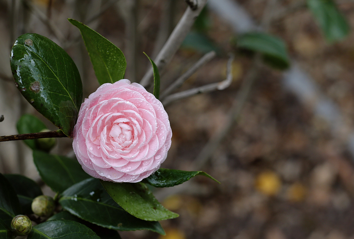 阿焦-----你跑了沒呢?