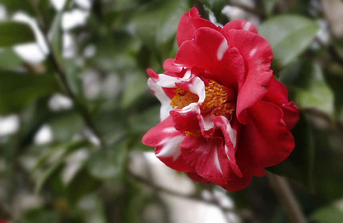 阿焦-----你跑了沒呢?