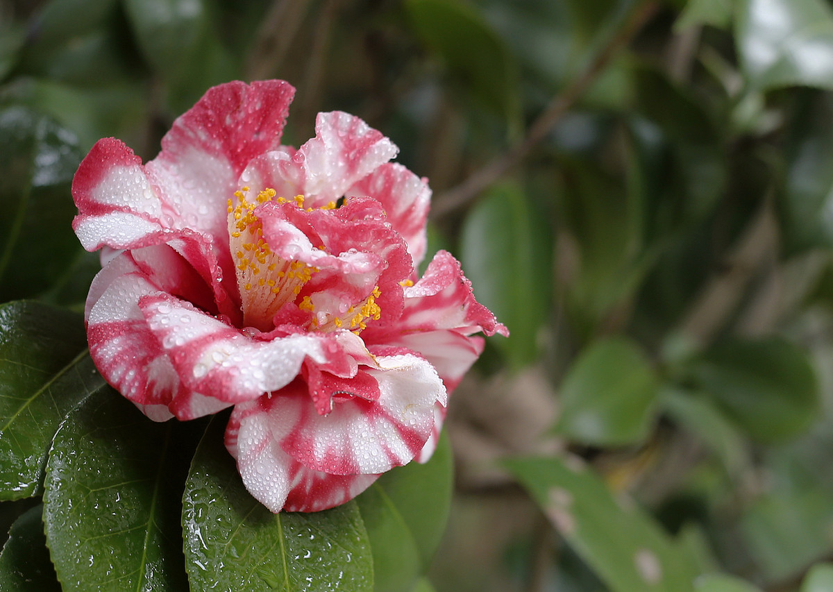 阿焦-----你跑了沒呢?