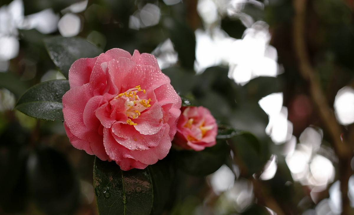 阿焦-----你跑了沒呢?