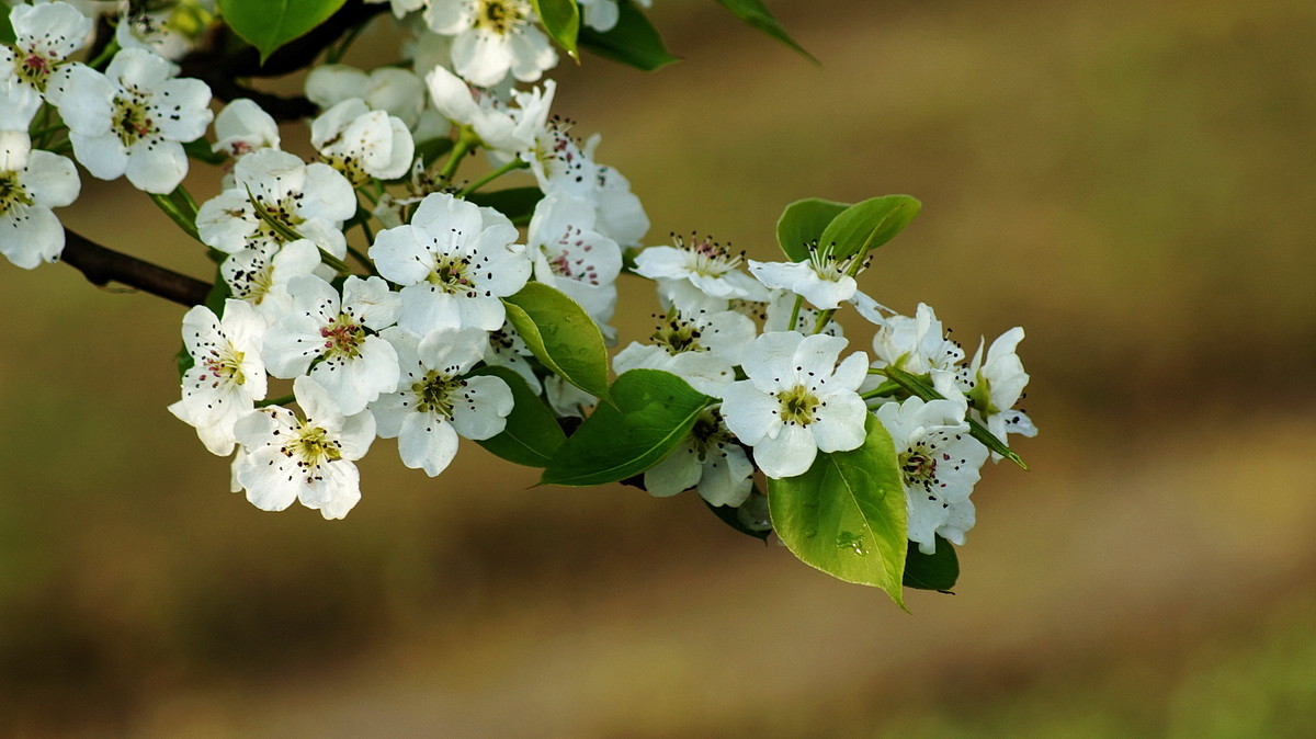【春花烂漫】之十一梨花