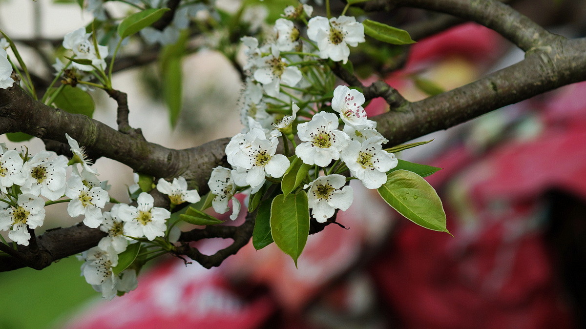 【春花烂漫】之十一梨花
