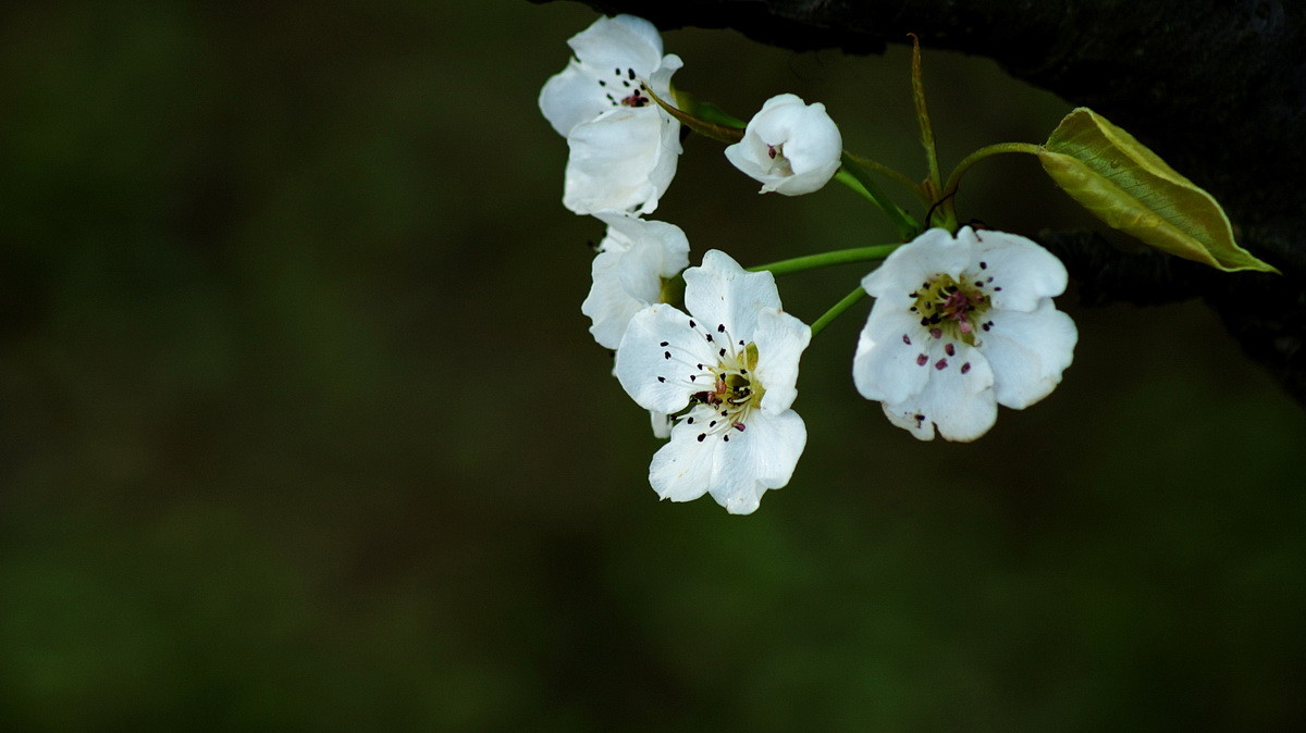 【春花烂漫】之十一梨花