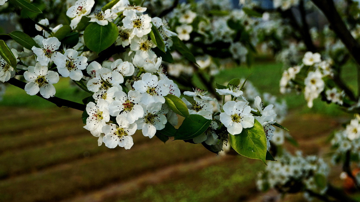 【春花烂漫】之十一梨花