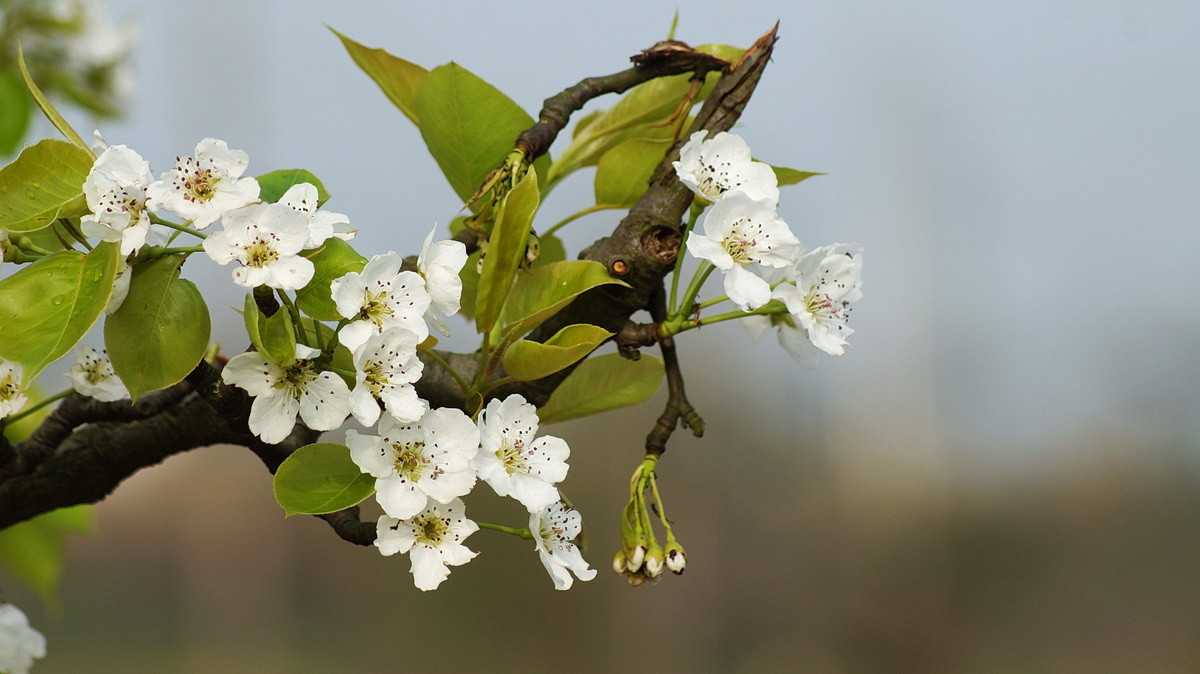 【春花烂漫】之十一梨花