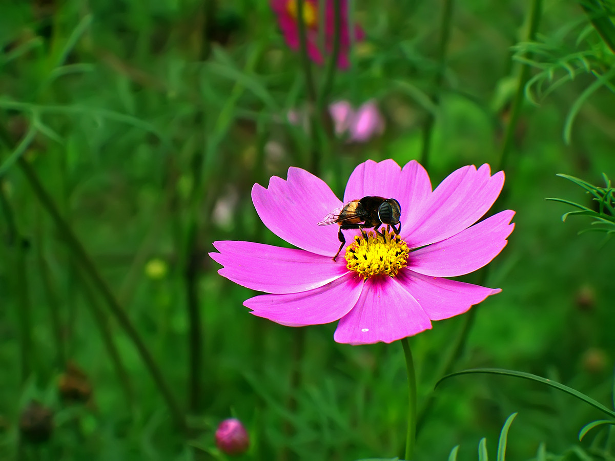 终遇格桑花
