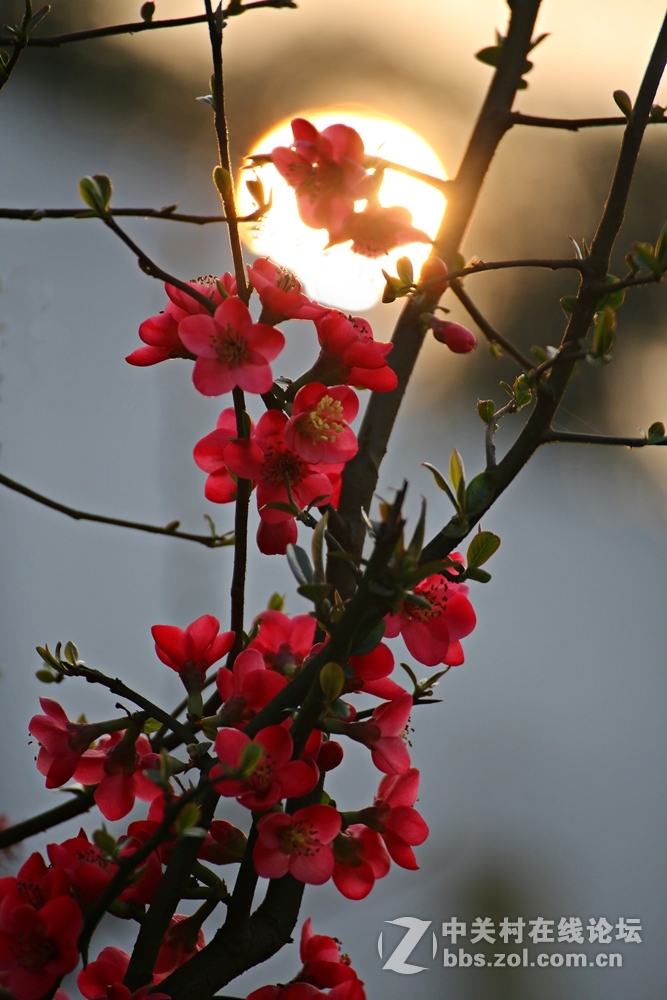 海棠香国海棠花儿香（诗配画）