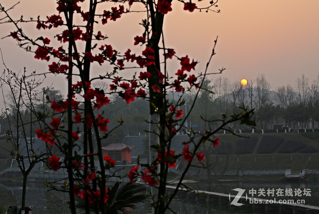 海棠香国海棠花儿香（诗配画）