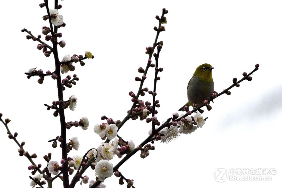 梅花开了。。。。。。