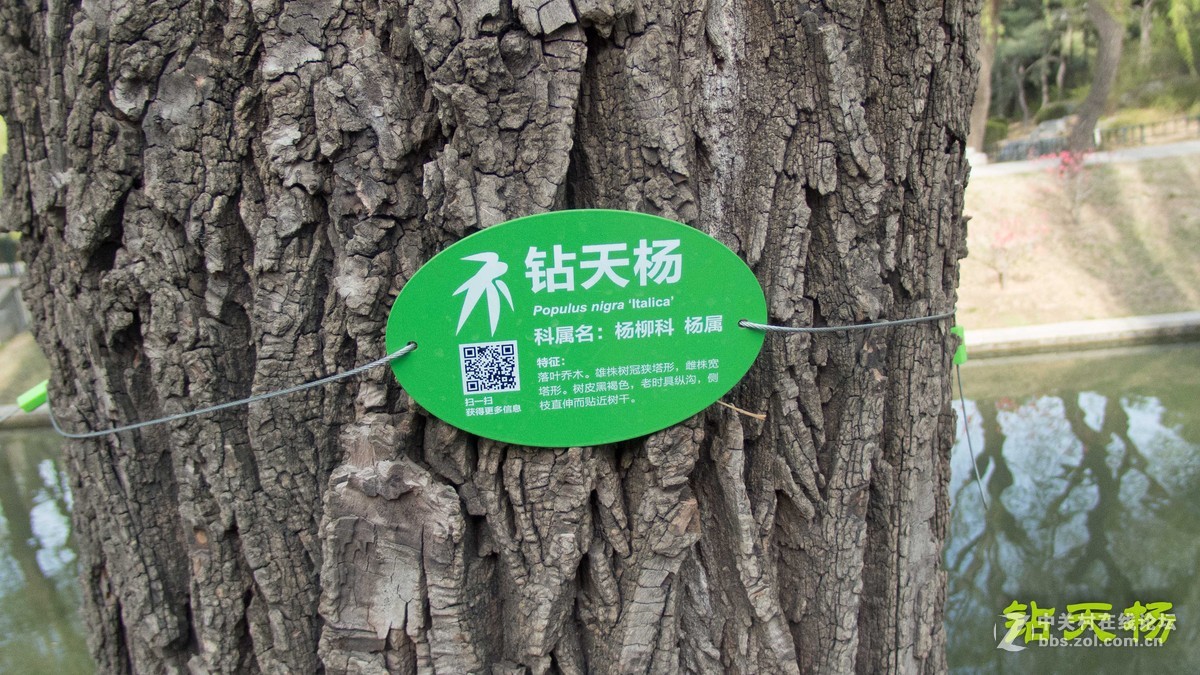 紫竹院行--拜钻天杨-中关村在线摄影论坛