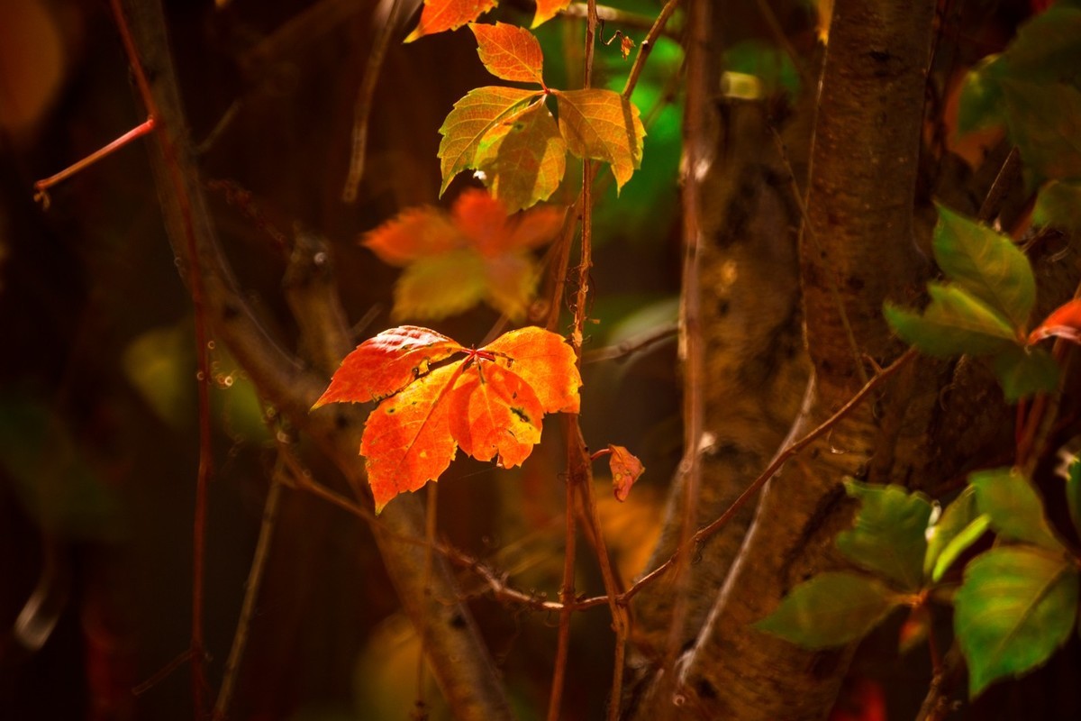 一枝红叶出墙来