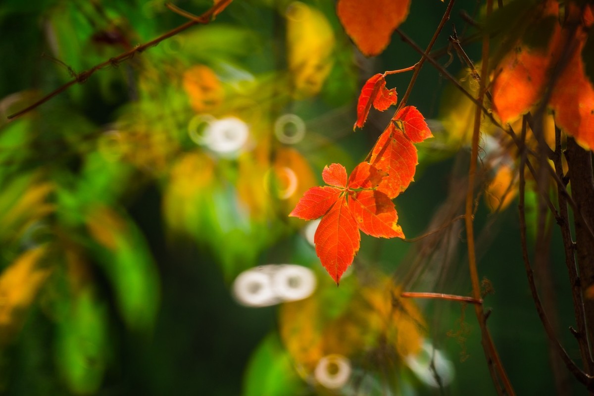 一枝红叶出墙来